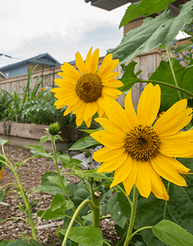 sunflowers in a community garden, photo C/O USDA