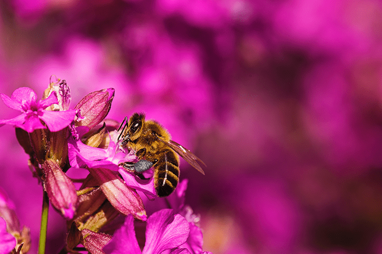 honeybee on a flower