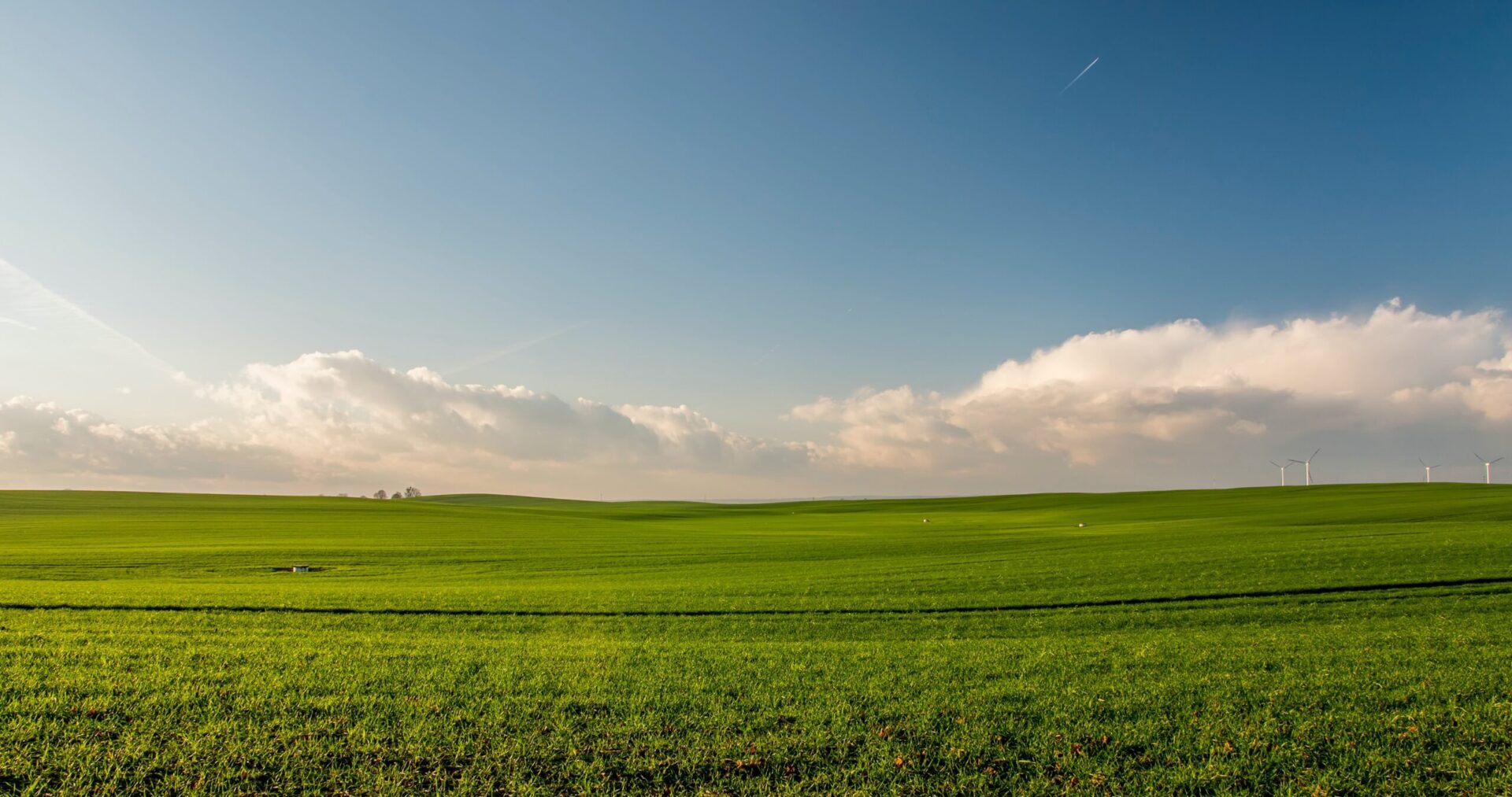 field with a blue sky. there are wind turbines in the background