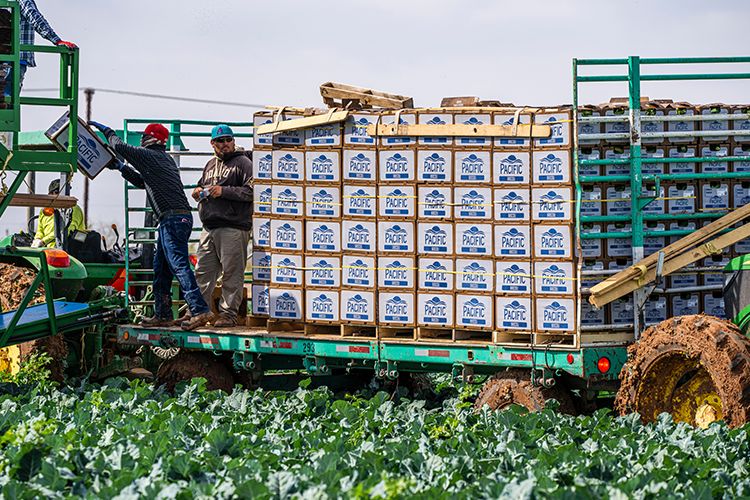 several farm workers moving boxes on a large piece of equipment