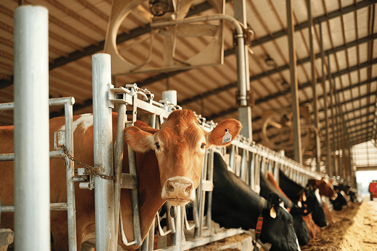 cows in a WI dairy farm
