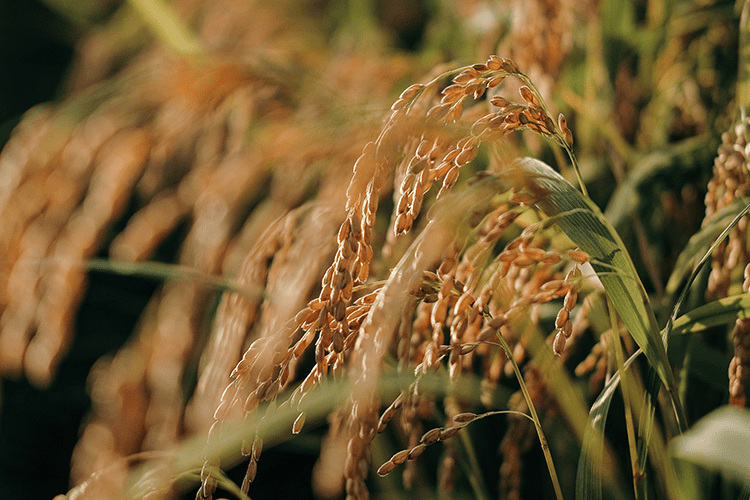 closeup rice plant