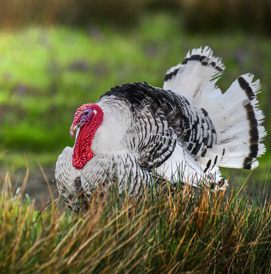 turkey in a grass field