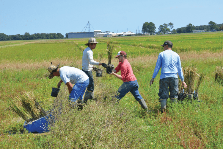 agricultural workers and scientists in a field