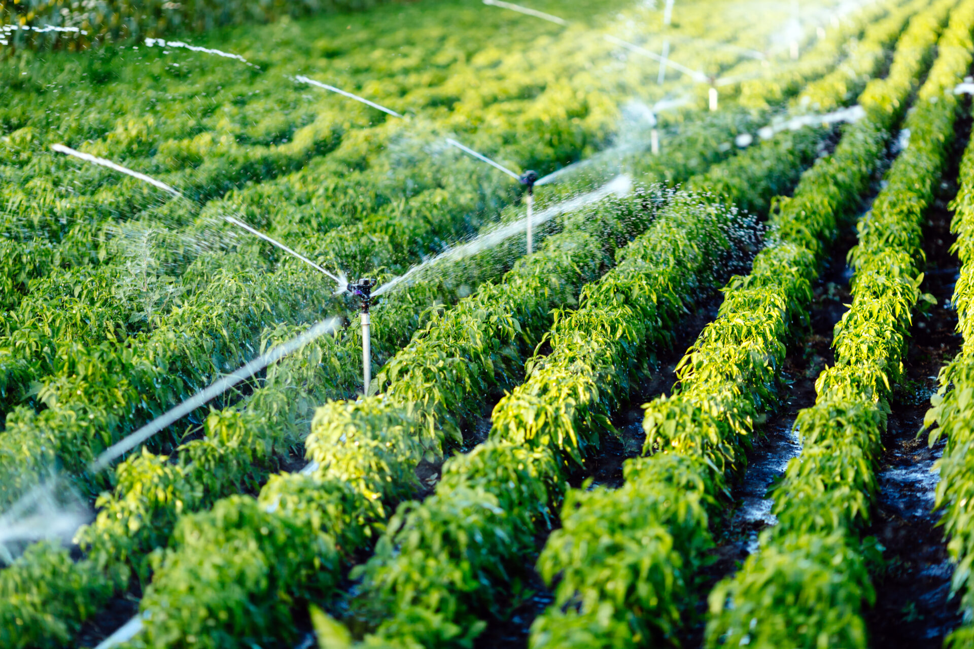 irrigation system watering agricultural plants