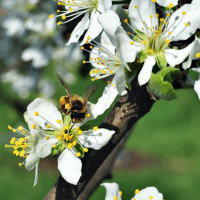 a bee lands on an apple blossom