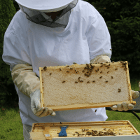 a beekeeper looks at a hive frame