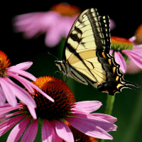 swallowtail butterfly on a coneflower