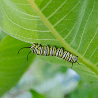 monarch caterpillar on a leaf