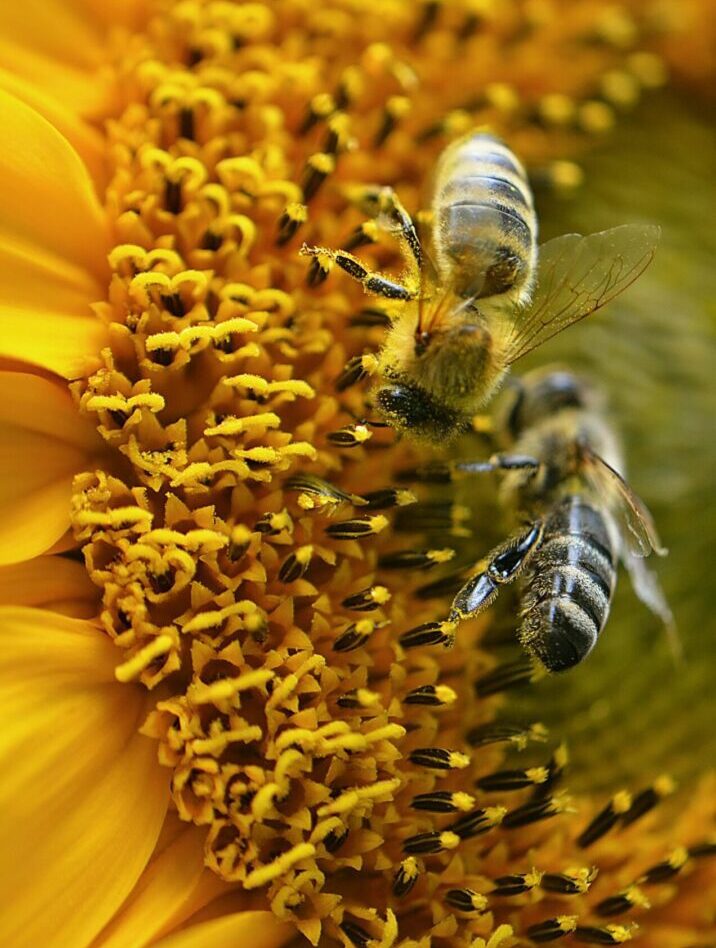 honeybees on a sunflower