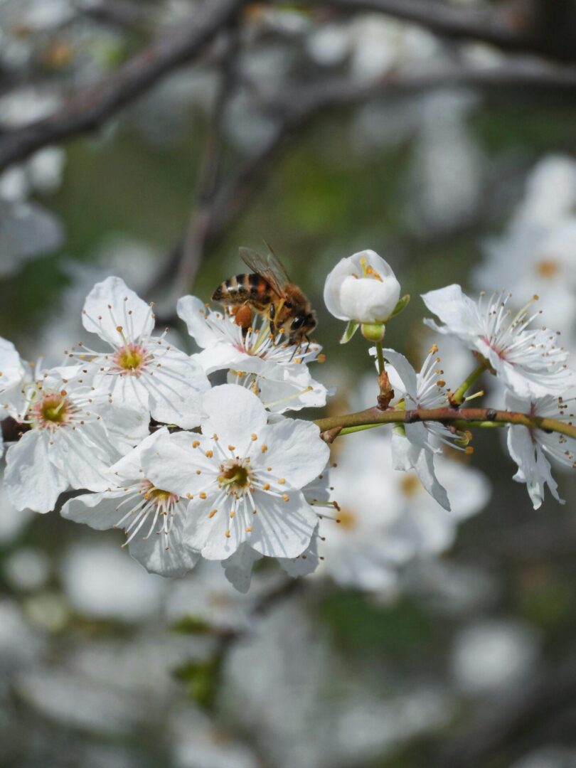 bee on apple tree flowers