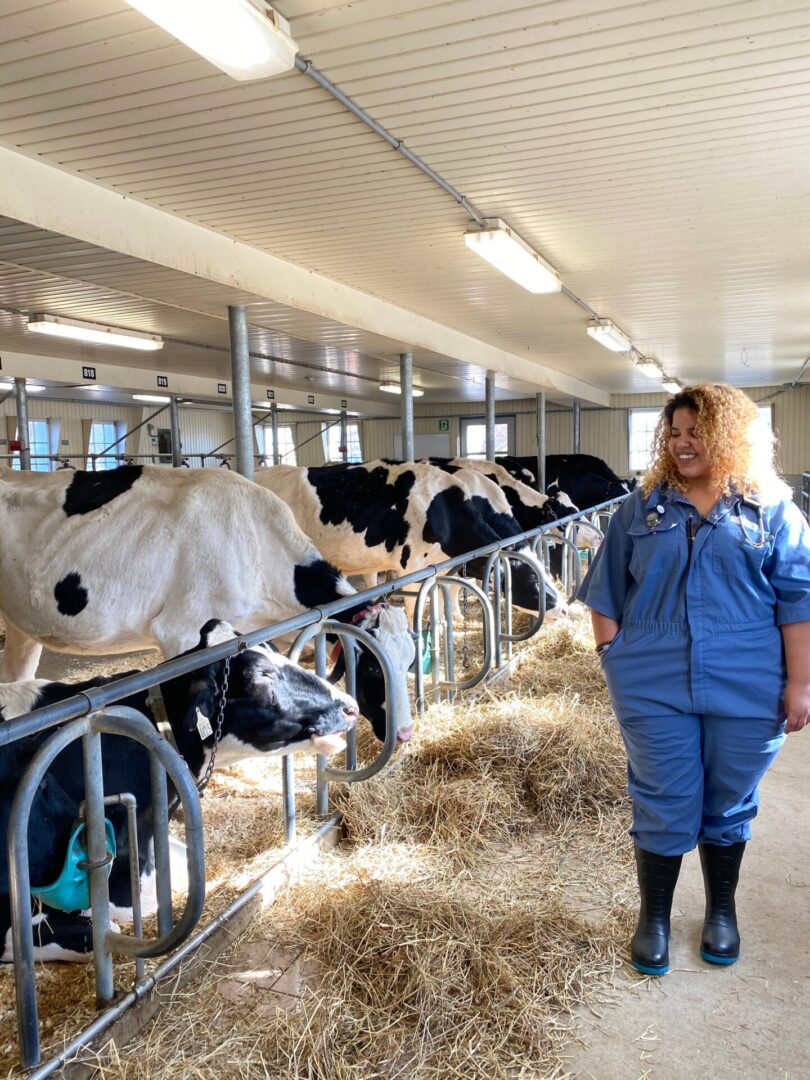 vet student examines cattle