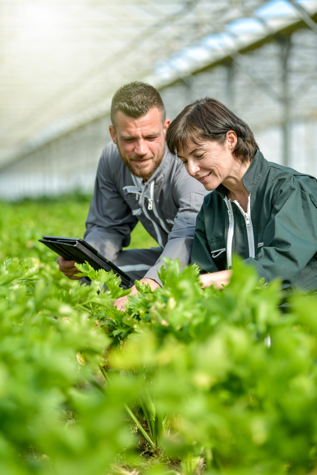 two scientists examine plants in a greenhouse