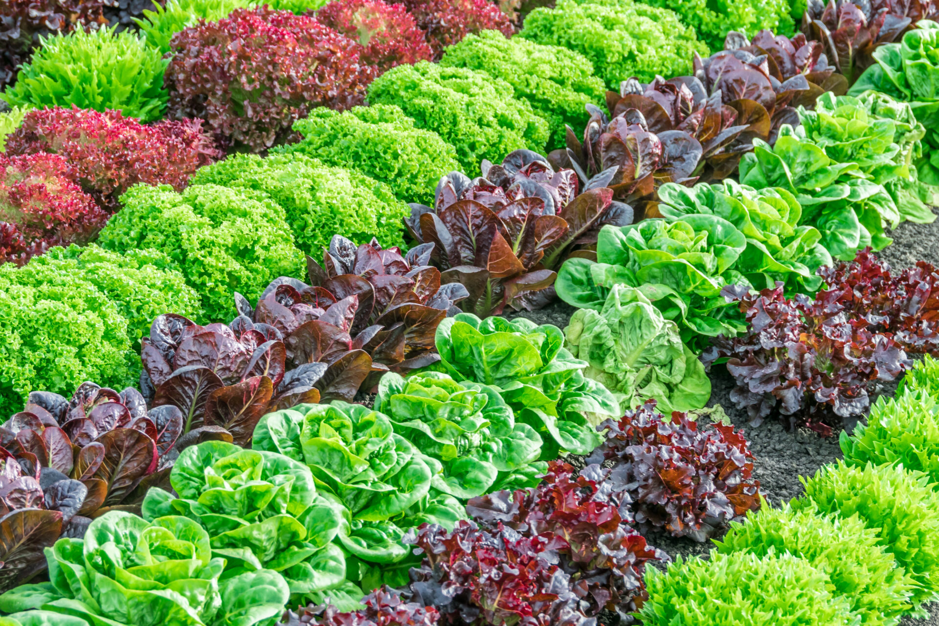 rows of colorful lettuce