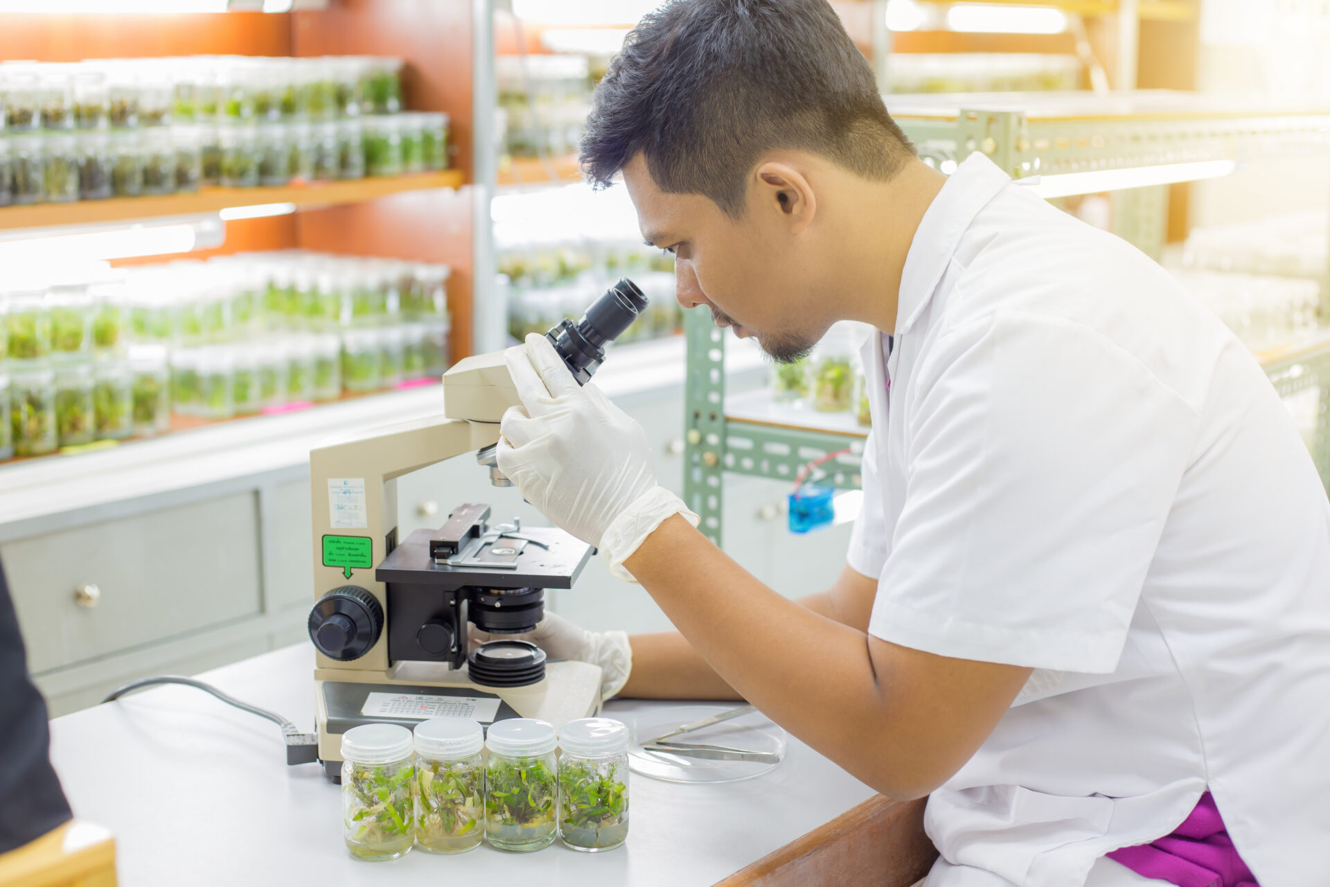 a student examines plant tissue samples under a microscope