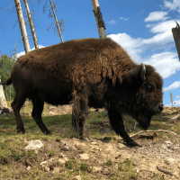 bison