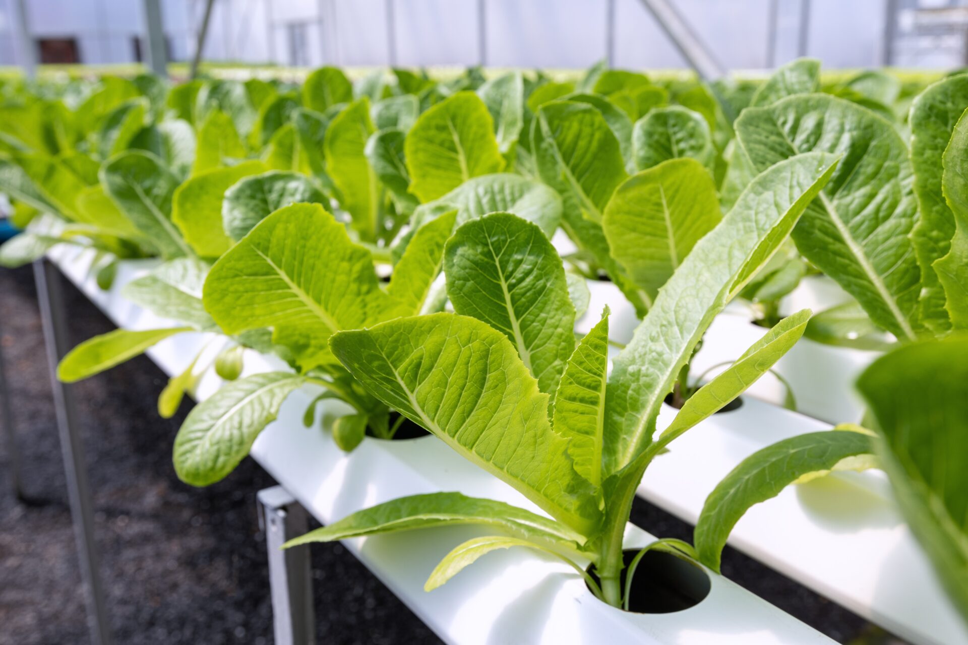 hydroponic agriculture system