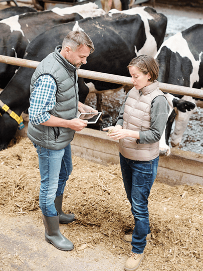 a scientist and a farmer look at a tablet in a cow barn