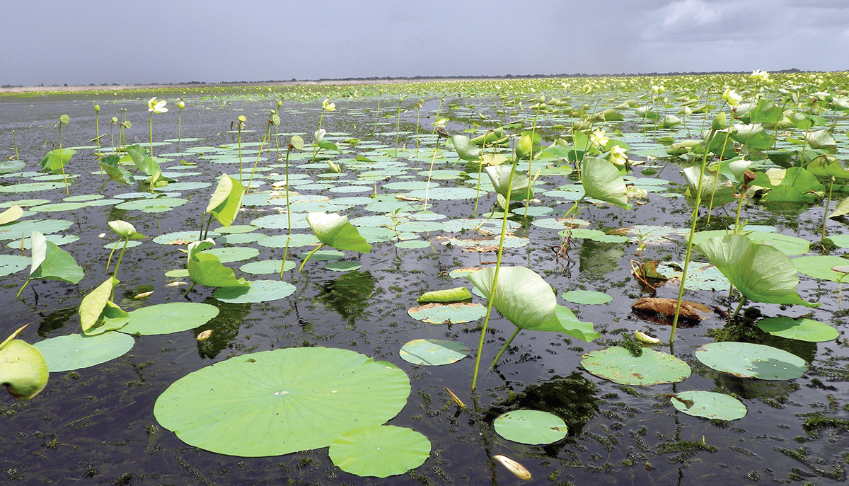 a body of water covered in lotus plants