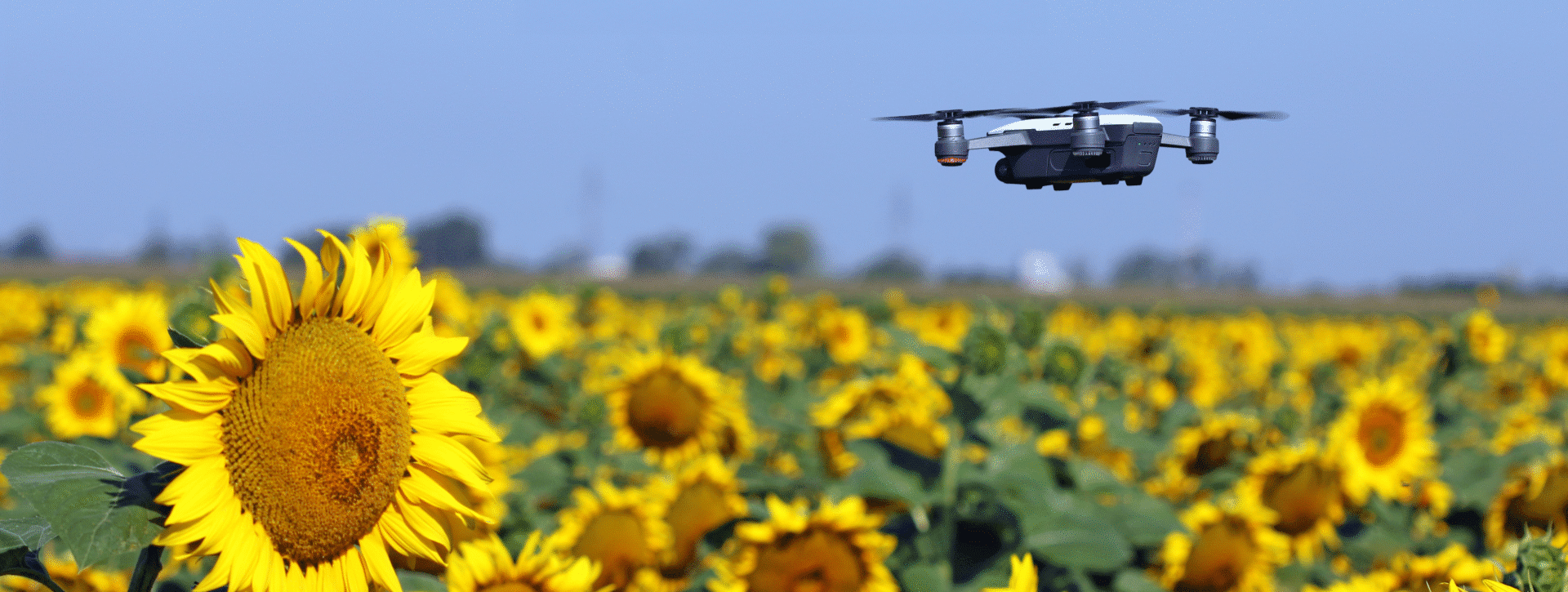 a drone flying over a sunflower field