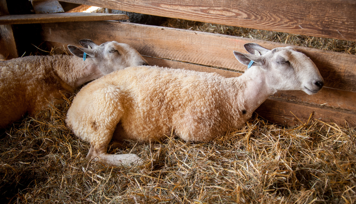 sheep