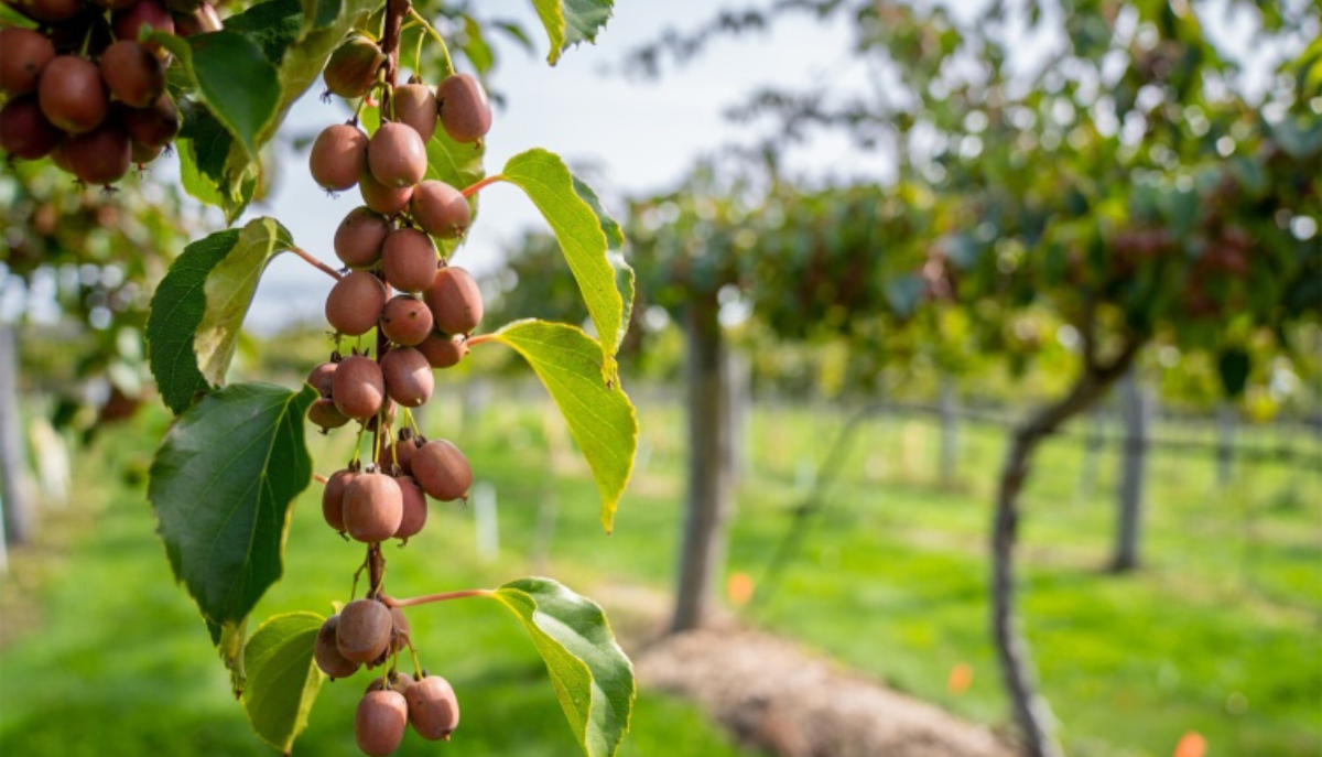 fruit on the vine