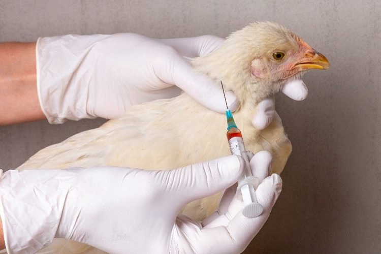 a chicken receiving a vaccine