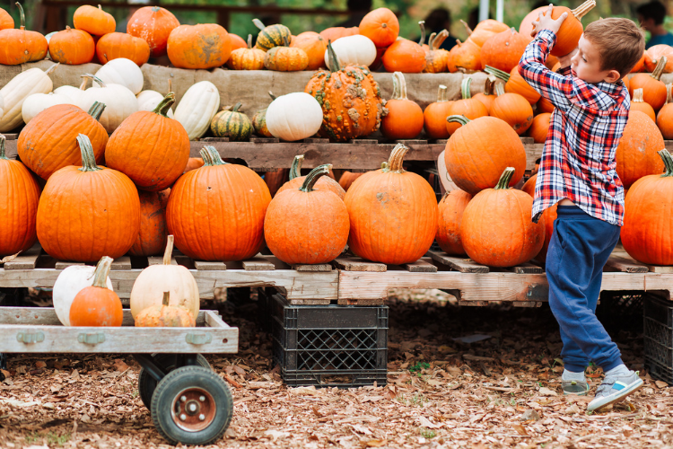 young child picking up a pumpkin from a stand