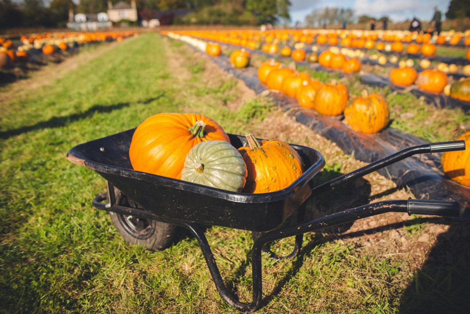 pumpkins in a wheel barrow