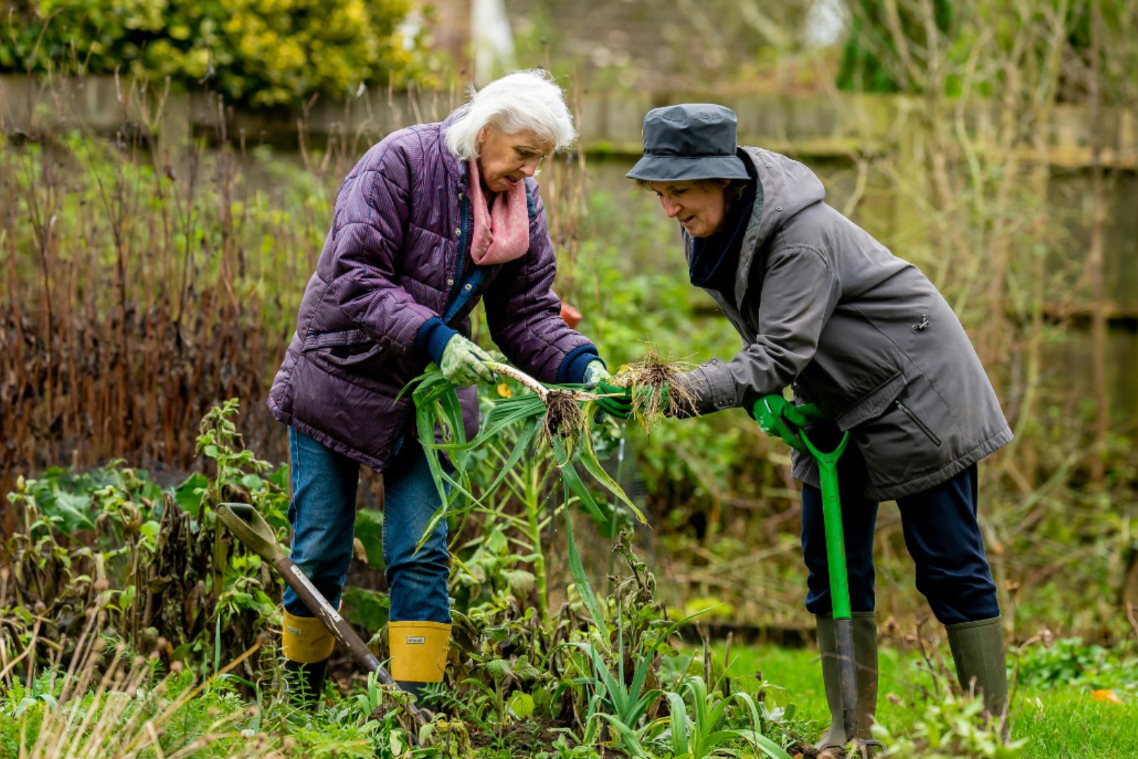 two seniors gardening