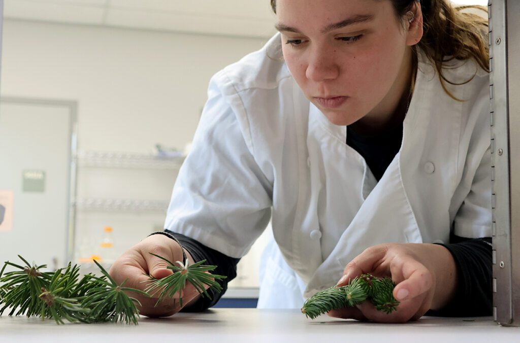 Erin Macedo, master's student in the School of Food Science, handles fir cuttings used in a panel studying consumer preferences in Christmas tree aromas at WSU's Sensory Science Center
