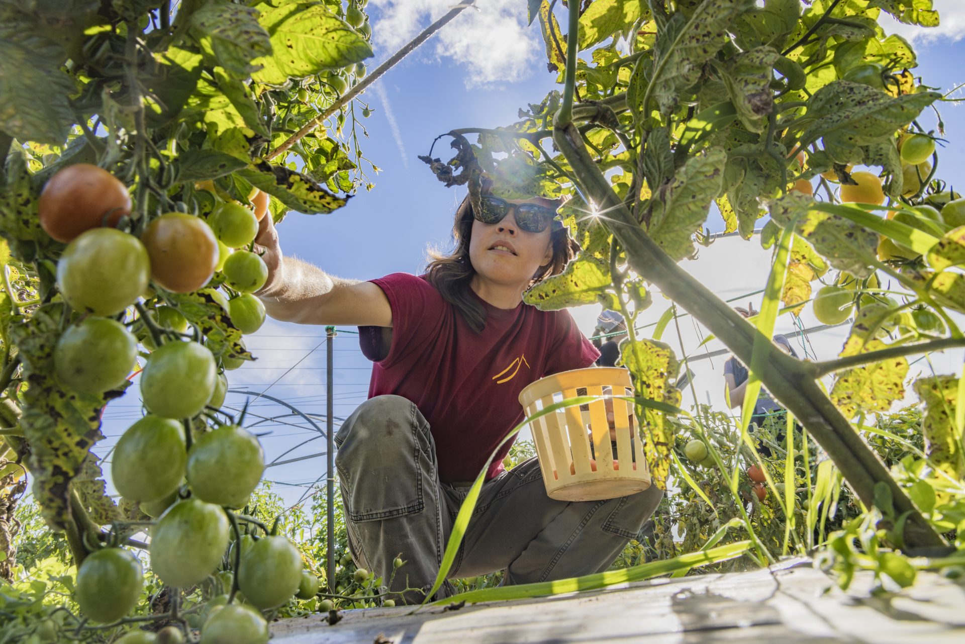 IANRE researcher Anna Drew harvests a batch of tomatoes from the UAF Experimental Farm
