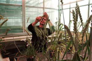 a researcher examines plants in a greenhouse