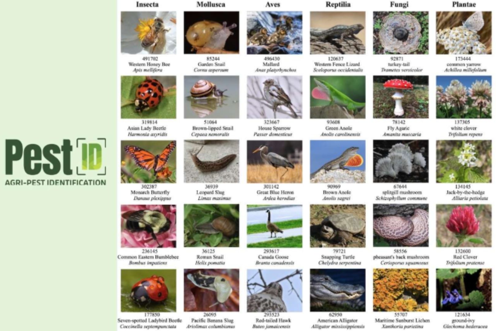 The illustration shows how the "Pest-ID" tool, developed by Iowa State University researchers, can help farmers identify and manage pests of all kinds.