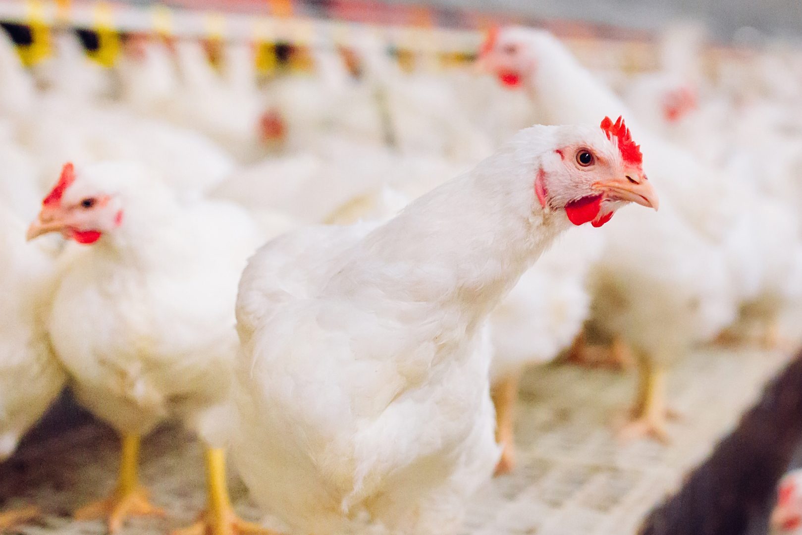 chicken