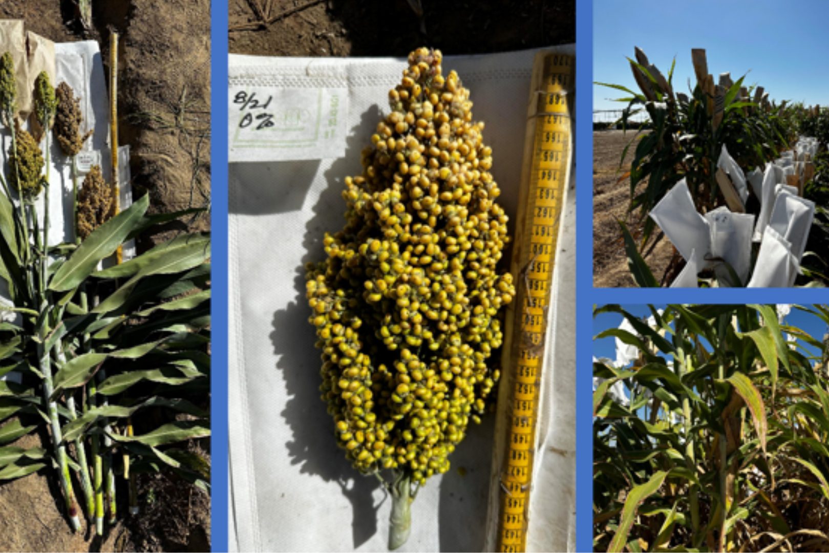 sorghum varieties