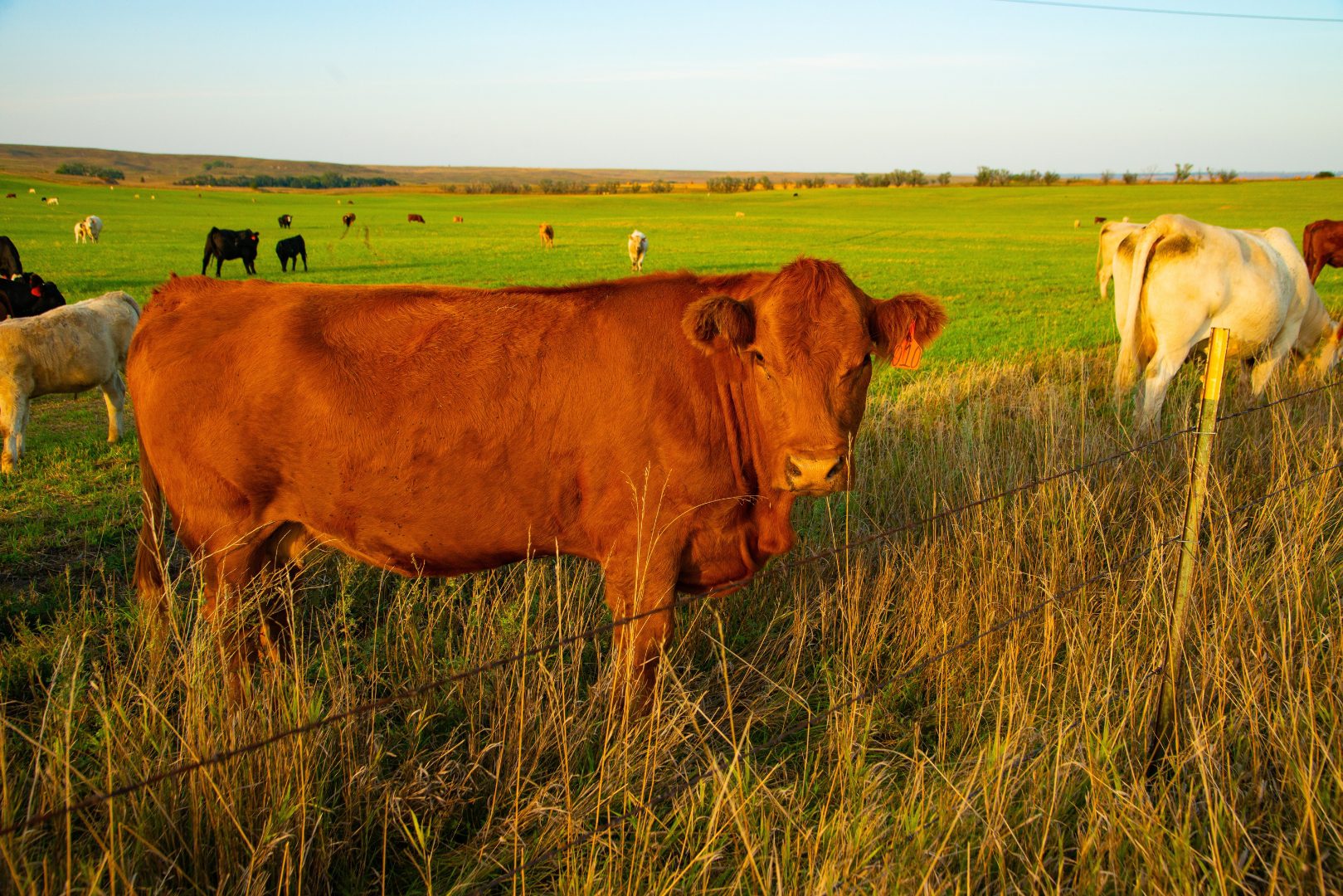 cattle in a field