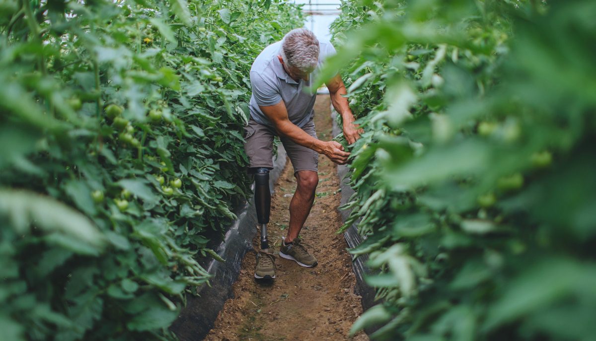 a man with a prosthetic leg examines a tomato plant