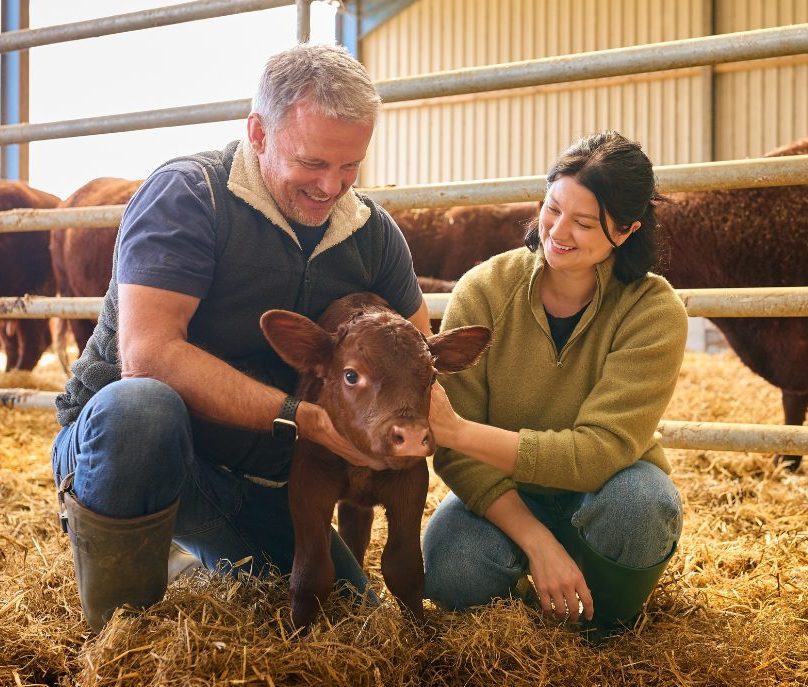 a farmer couple smile at a calf