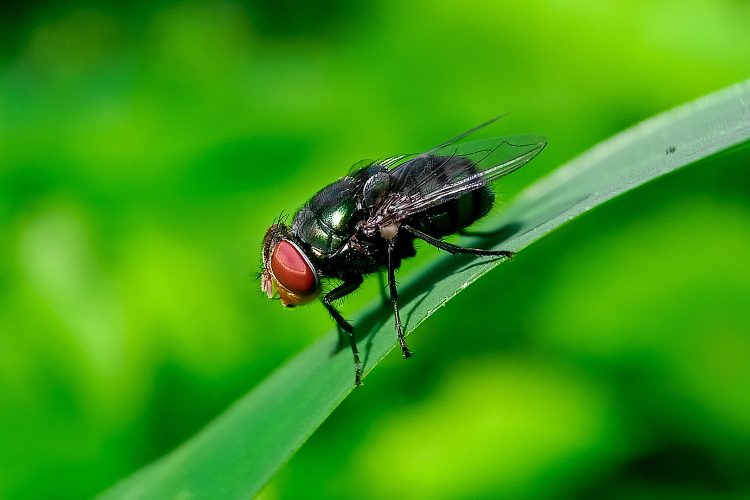 Featured image for “From the Lab to the Field: Land-grant Universities Confront the New World Screwworm Threat”