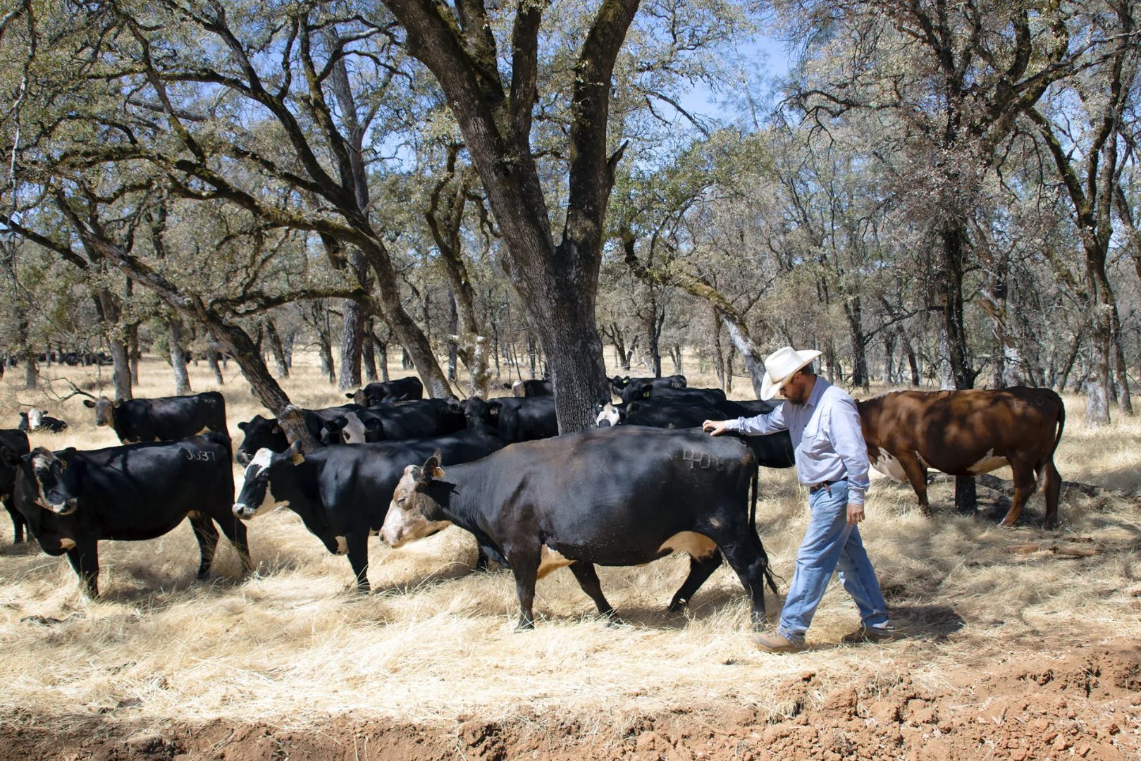 farmer and cattle