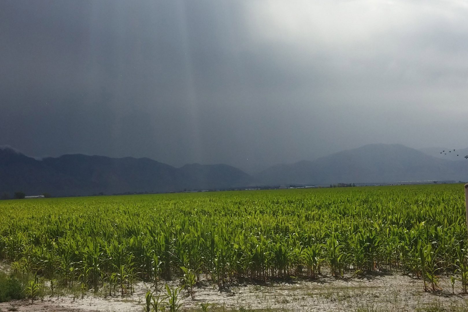 A corn field during a storm.