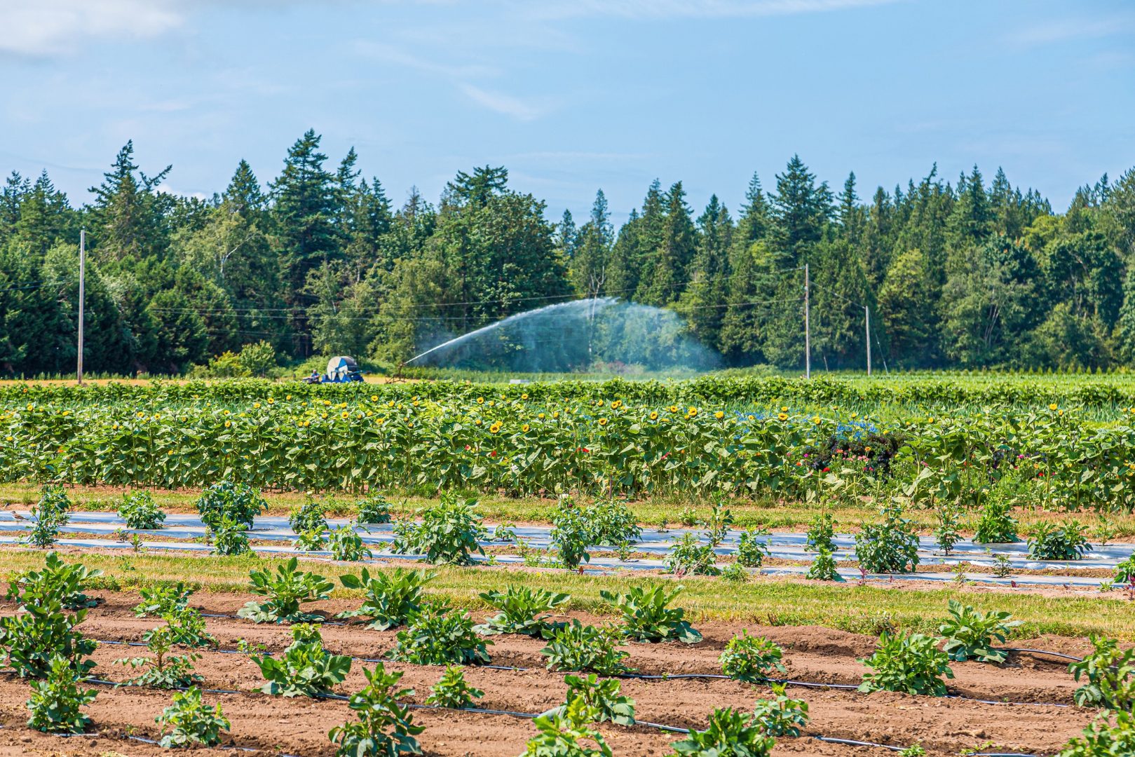 flower farm in Pacific Northwest being irrigated