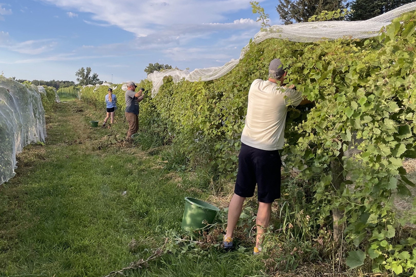 Workers harvesting grapes from trellised vines.