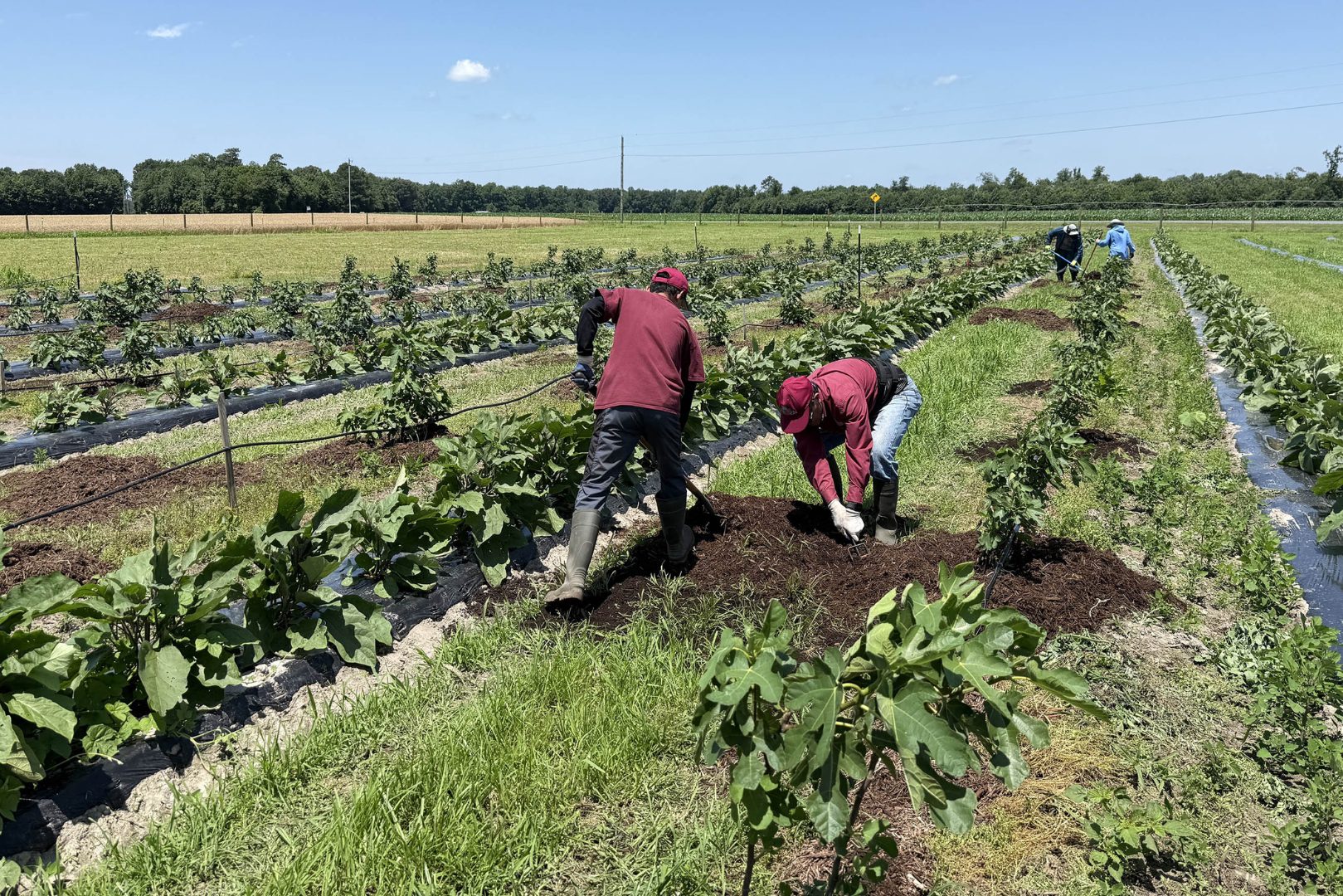 scientists working in a field