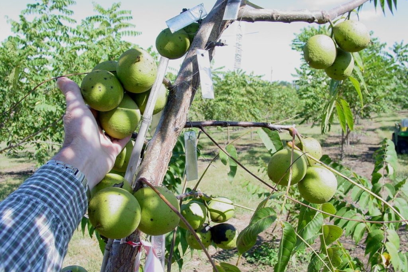 A hand picking a walnut from a tree