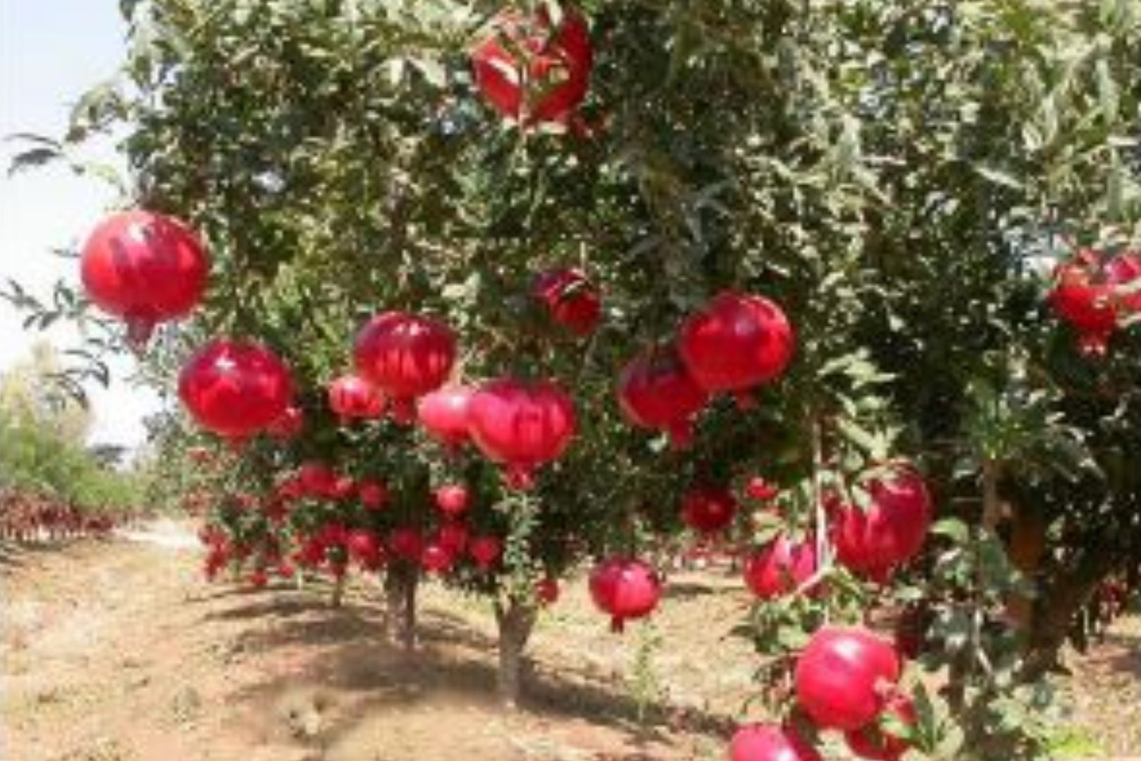 Pomegranates ripen on one of 78 research trees planted by University of Nevada, Reno Extension in Moapa Valley.