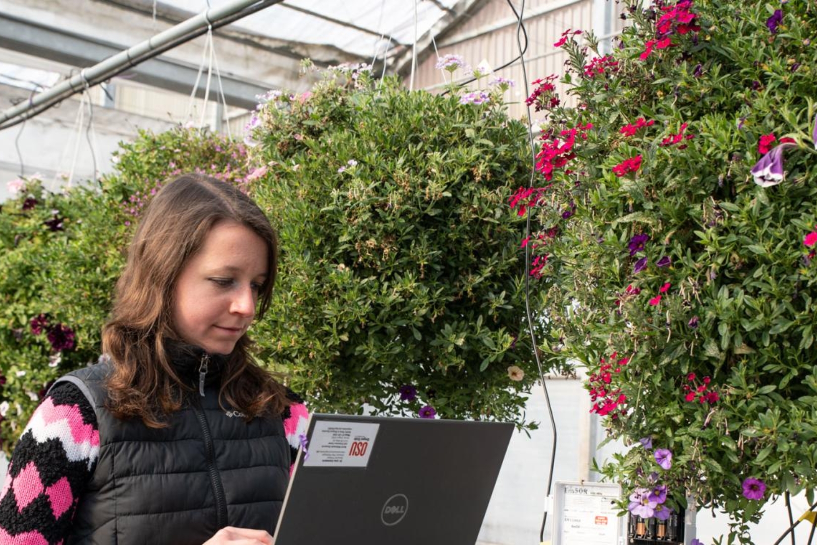 A woman works on a laptop in a greenhouse, surrounded by large hanging baskets of colorful flowering plants.