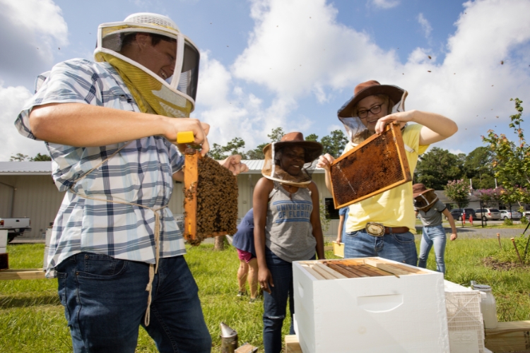 Featured image for “From Hive to Habitat: How Land-Grant Universities are Protecting Bees”