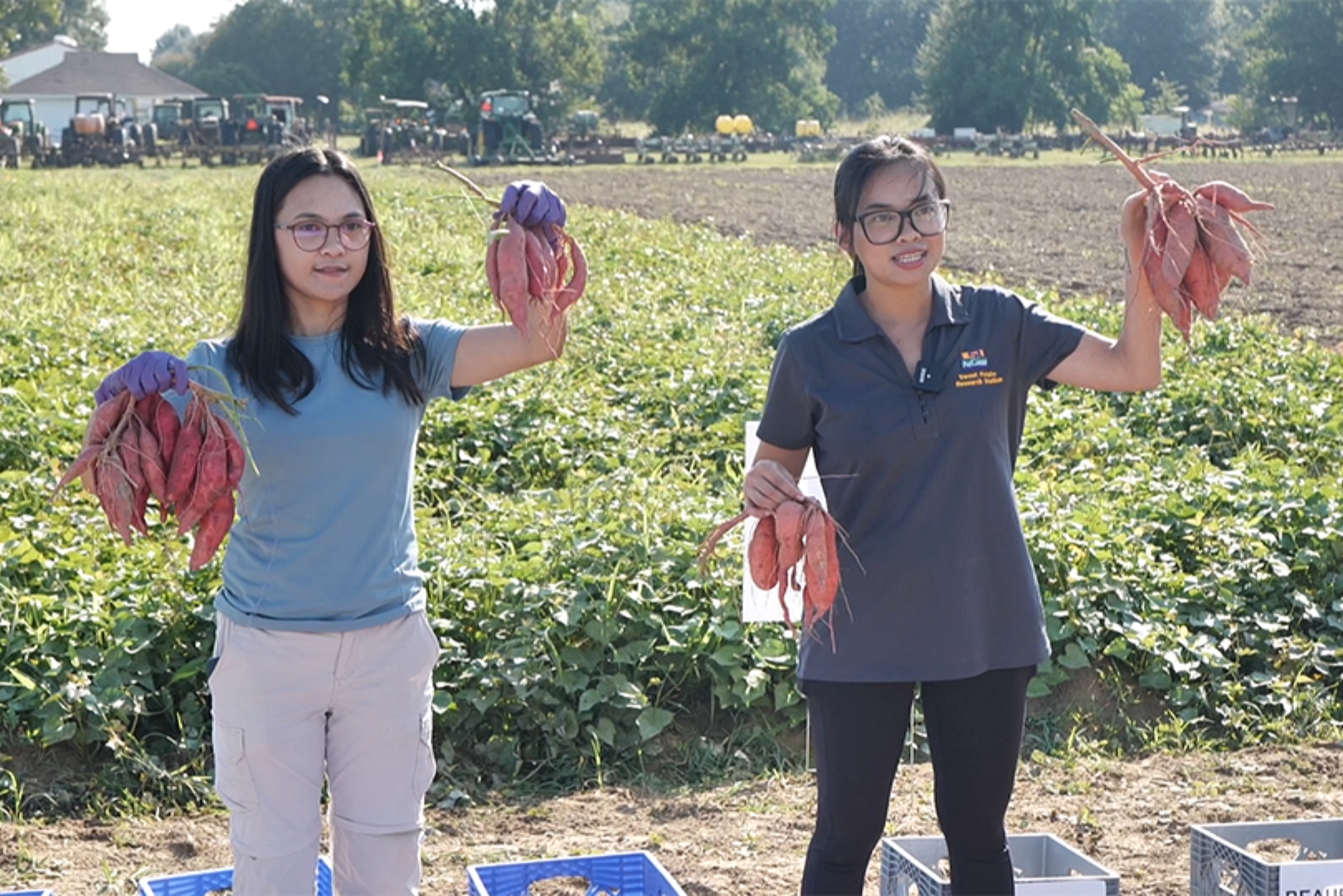 Two LSU students hold up bushels of the two varieties of sweet potatoes in an experimental field